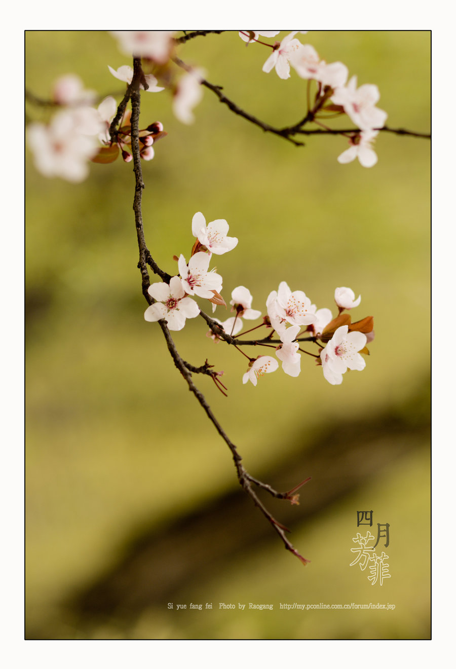 四月芳菲