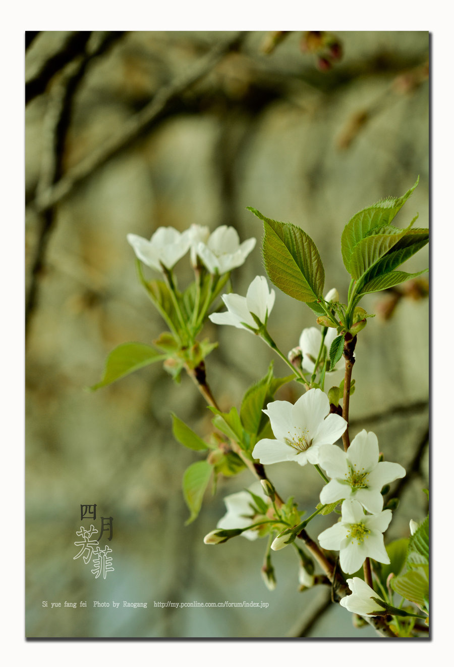 四月芳菲