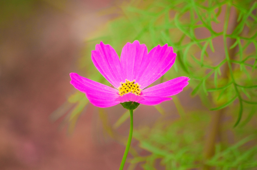 波斯菊/格桑花