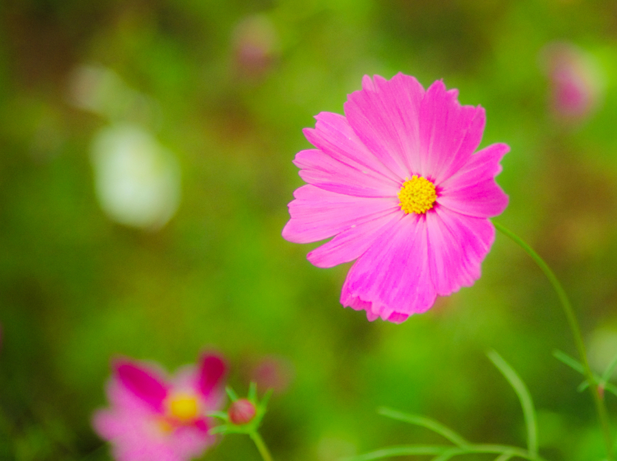 波斯菊/格桑花