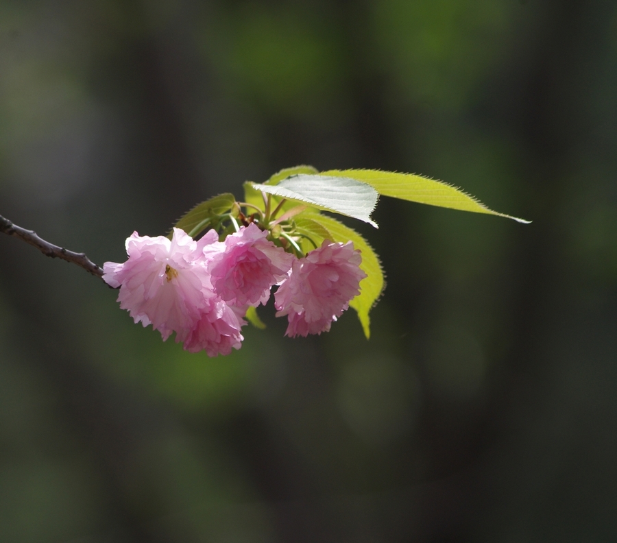 春花
