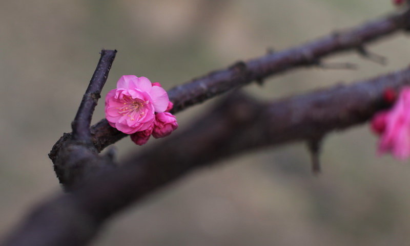 一组小桃花