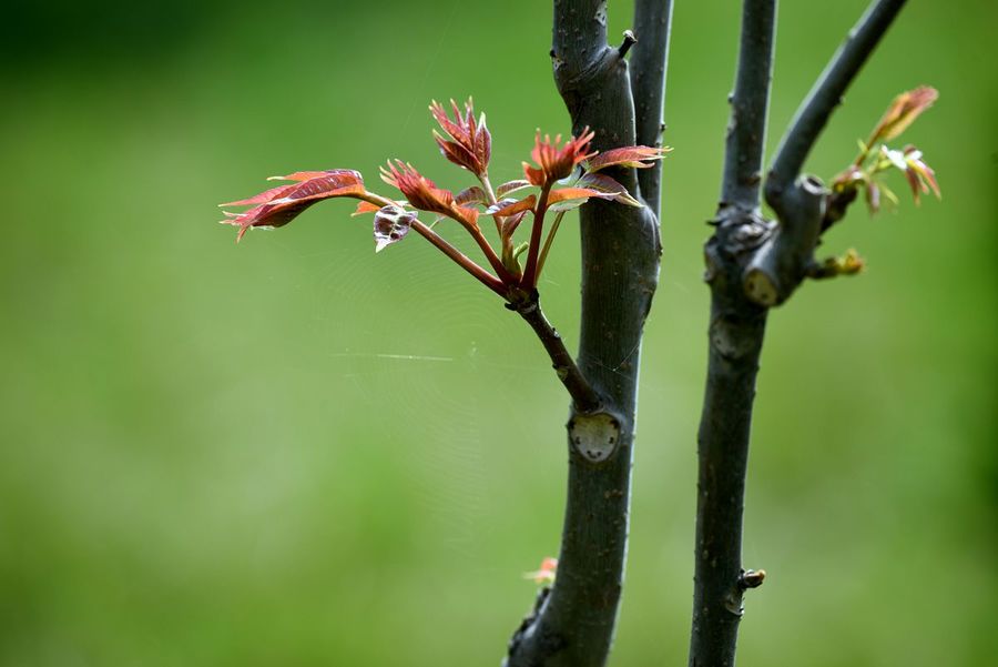 光影春芽