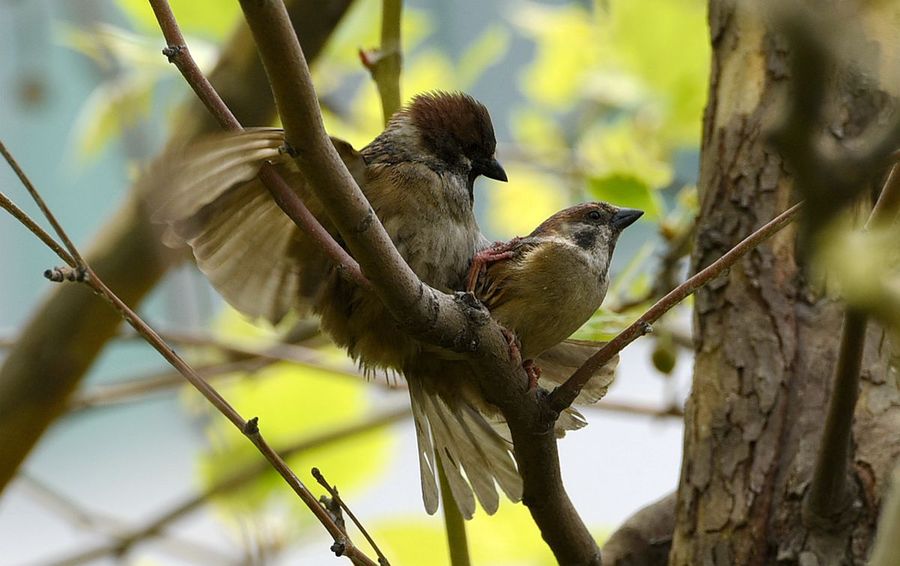 鸟类繁殖季节——树丛中的秘密