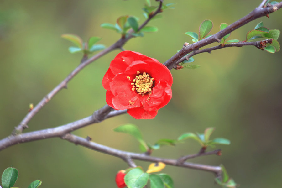 红色海棠花