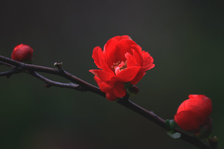 红色海棠花