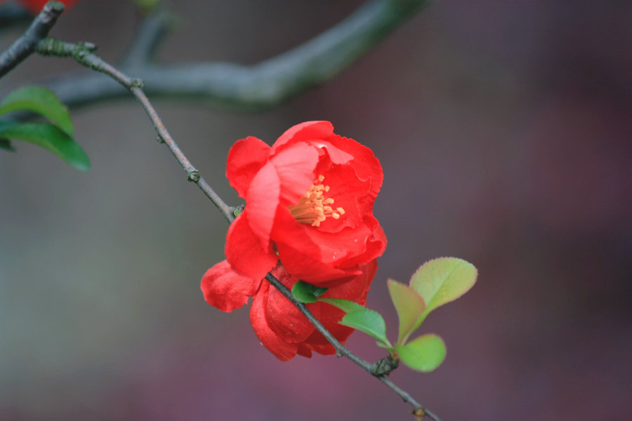 红色海棠花