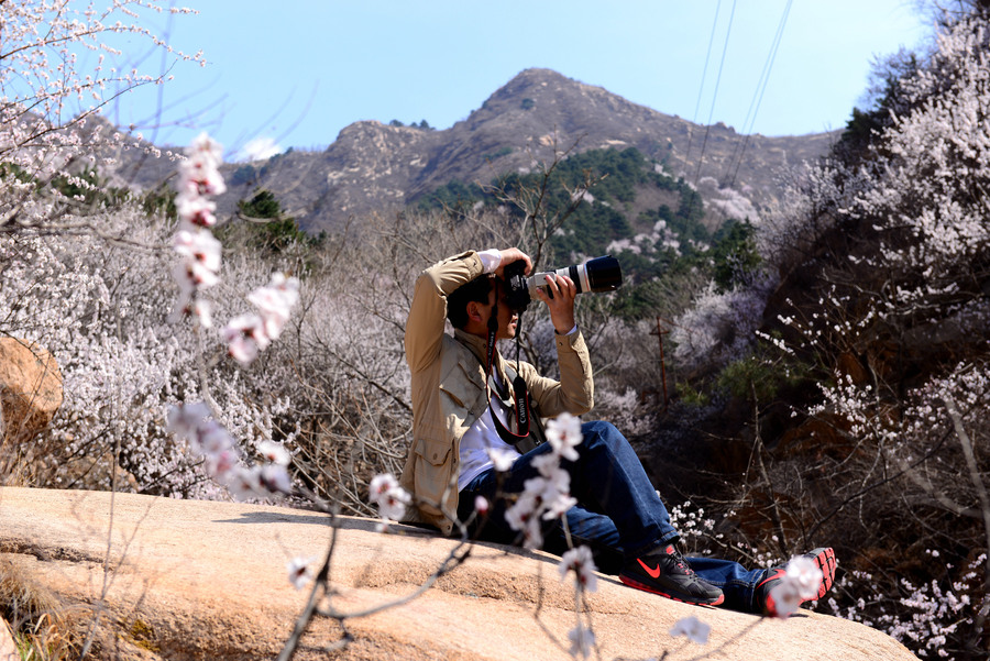 【天津蓟县的梨花节。摄影图片】风光旅游摄影