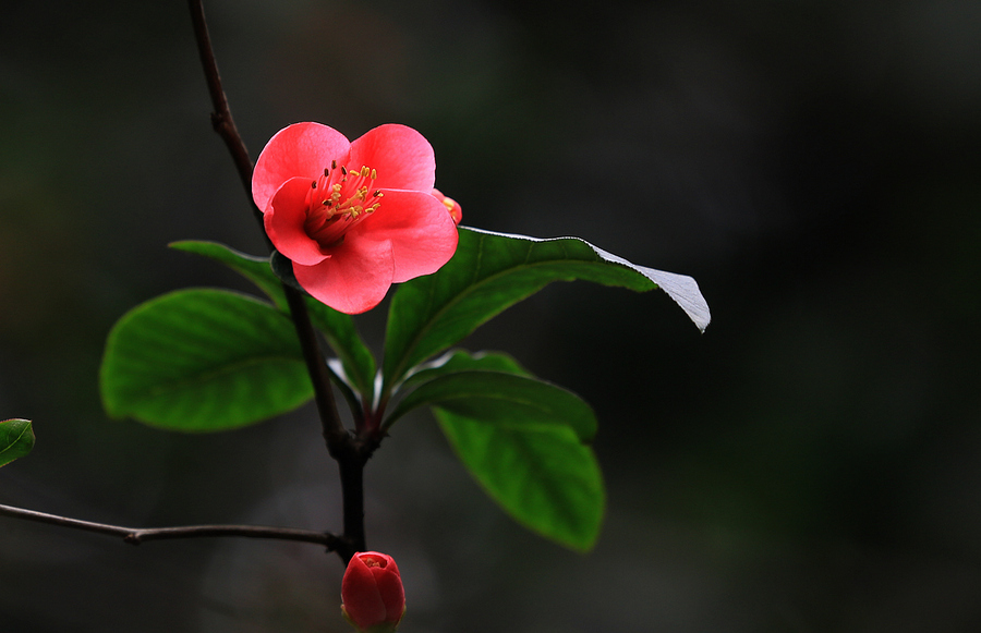 岷蜀地千里,海棠花独妍.