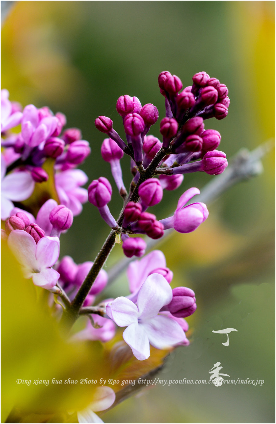 丁香花说