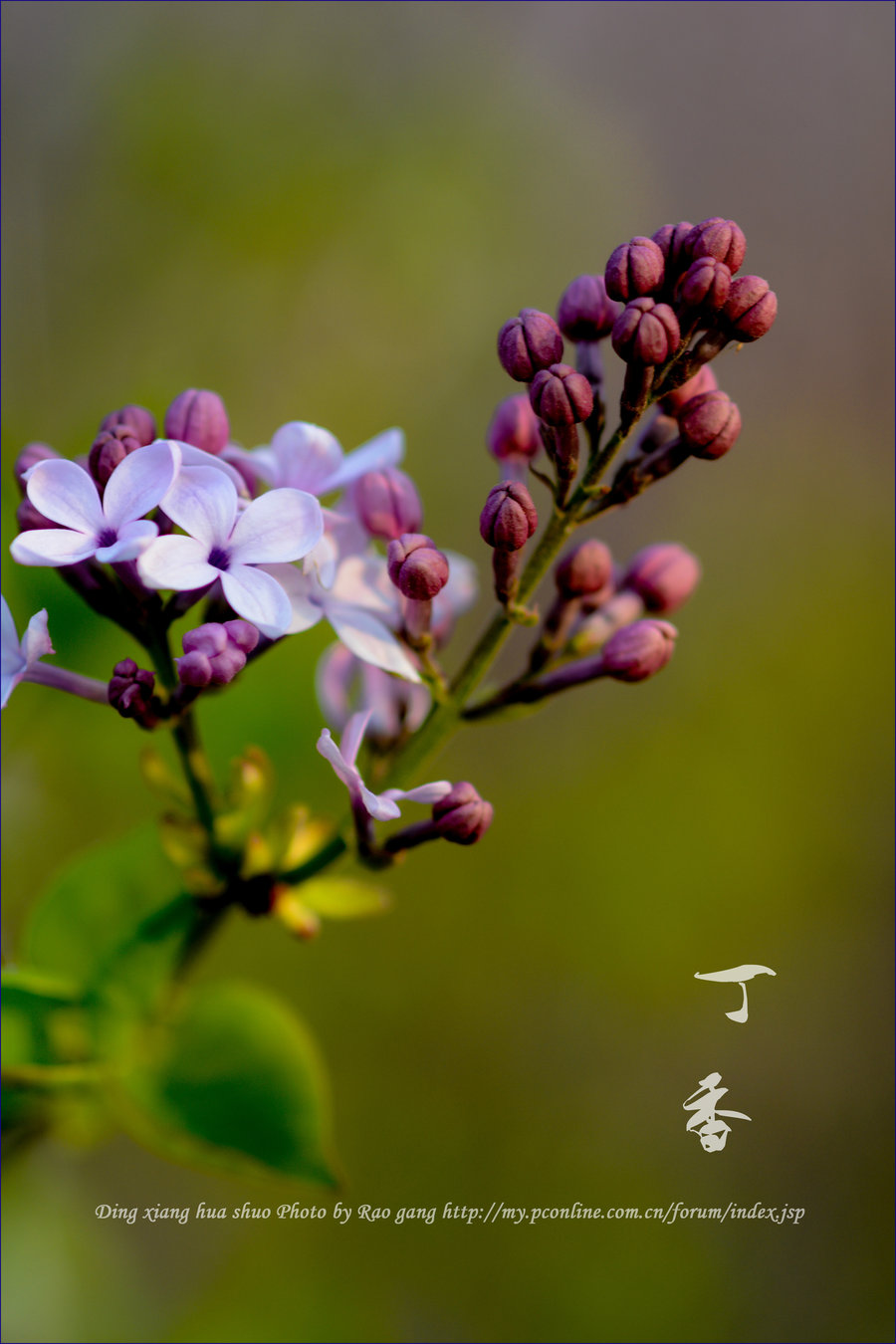 【丁香花说摄影图片】生态摄影_太平洋电脑网摄影部落