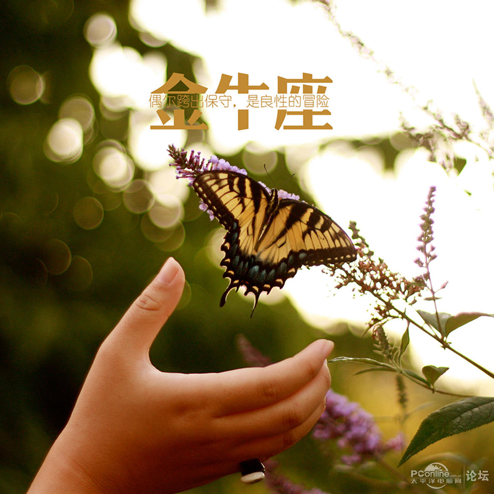 金牛座文字控唯美ipad壁纸
