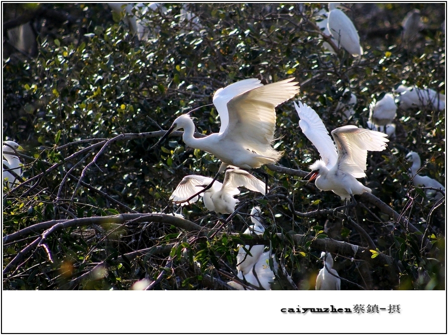 【《中国水鸟之乡》--海丰摄影图片】生态摄影
