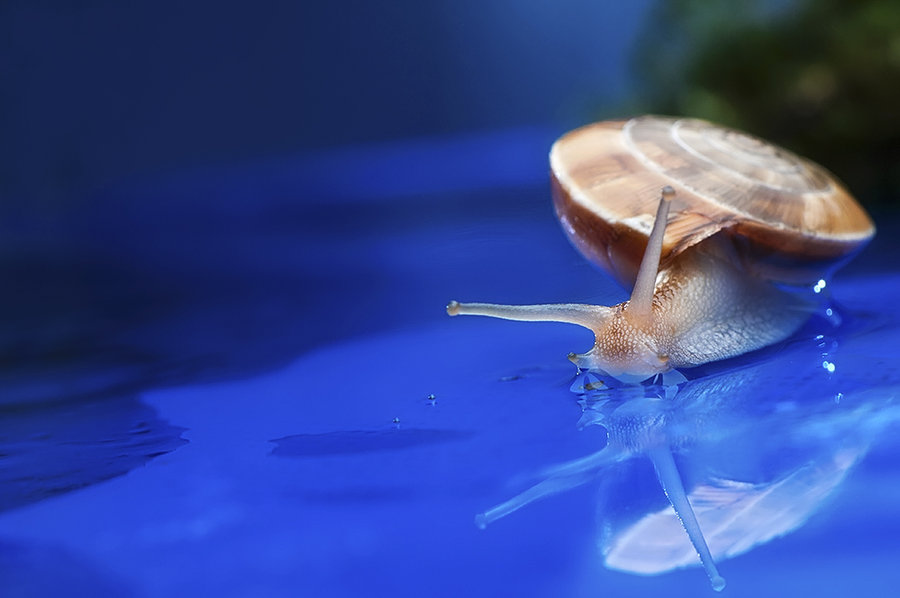 蜗牛