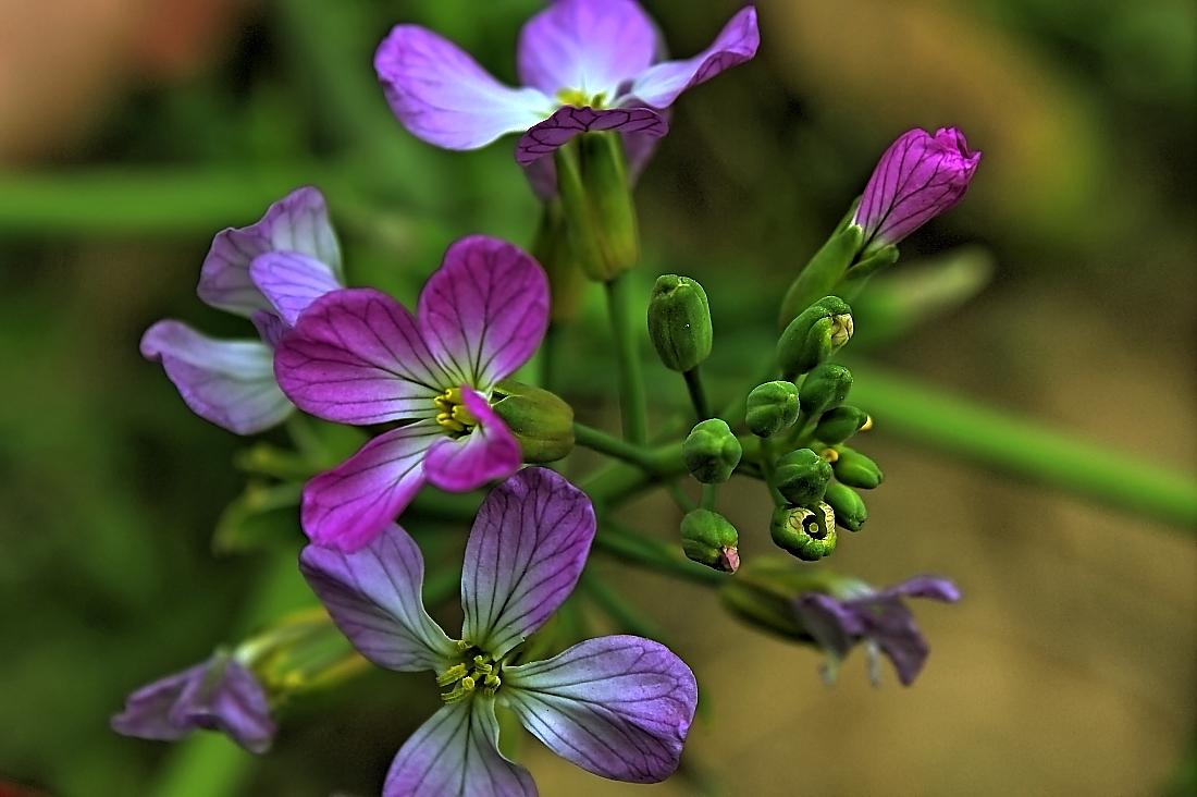 青萝卜花