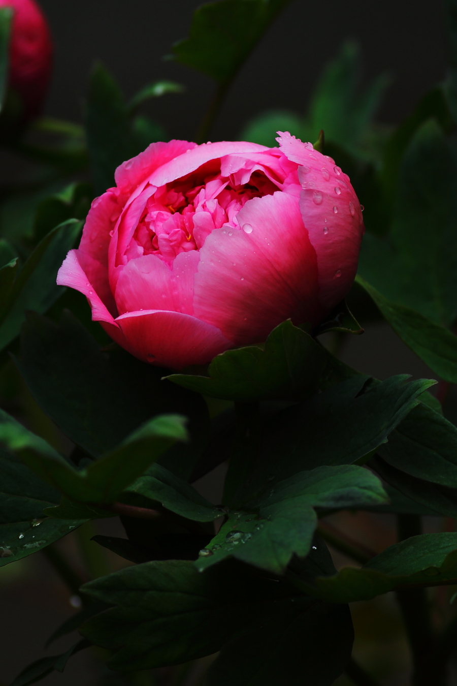 雨后牡丹