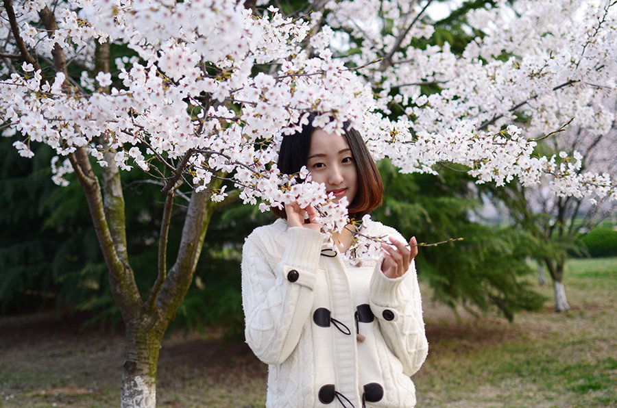 樱花树下