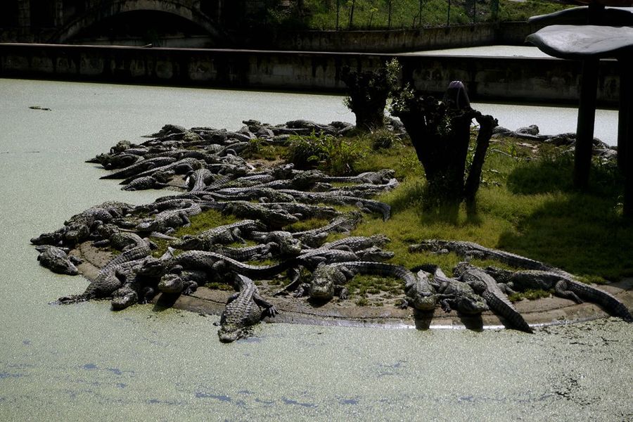 安徽宣城鳄鱼湖(1)