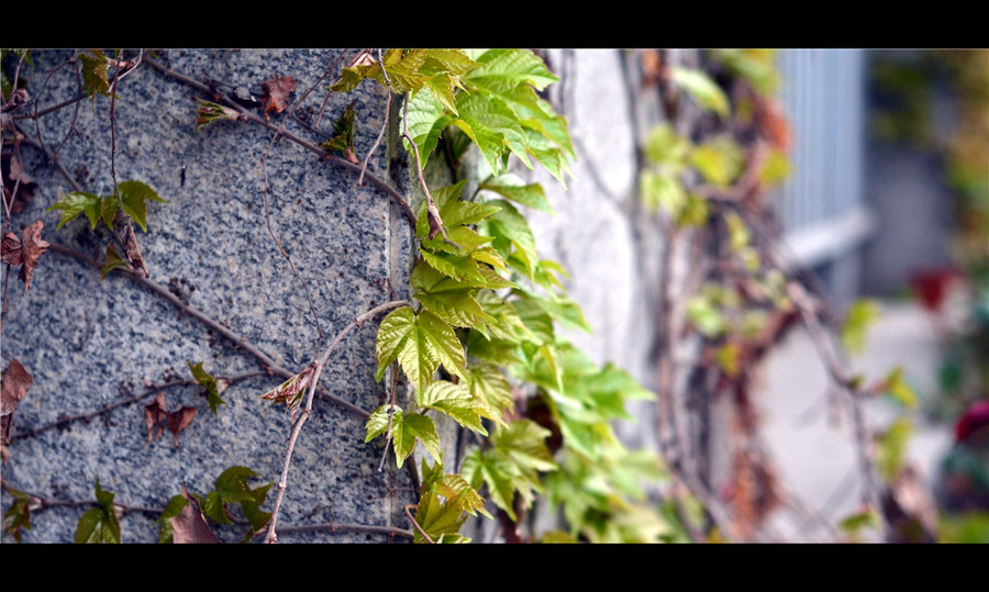 【会爬墙的植物摄影图片】纪实摄影