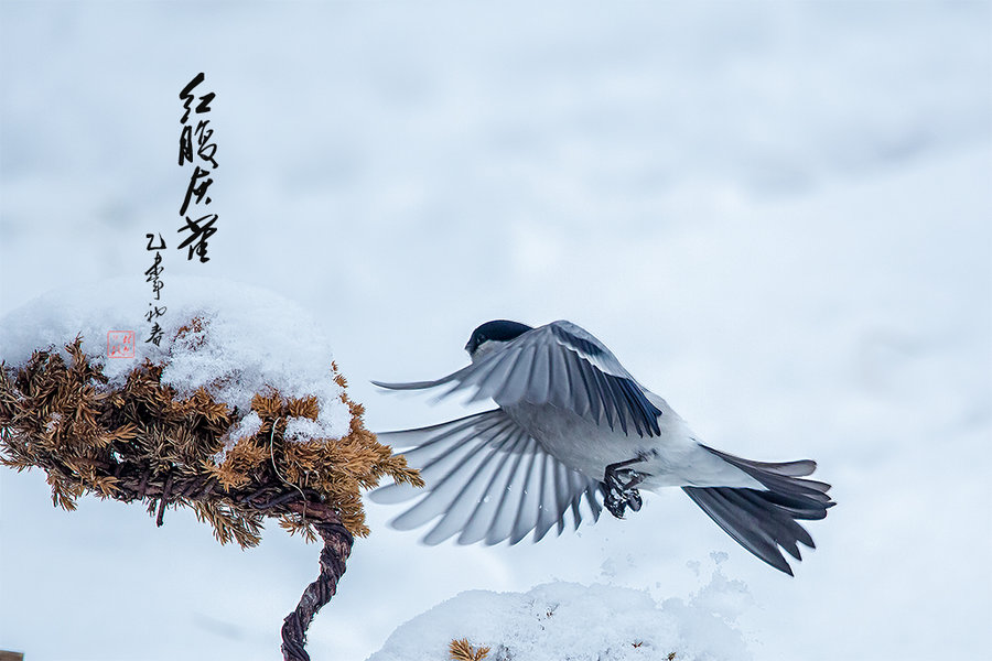 【红腹灰雀摄影图片】生态摄影