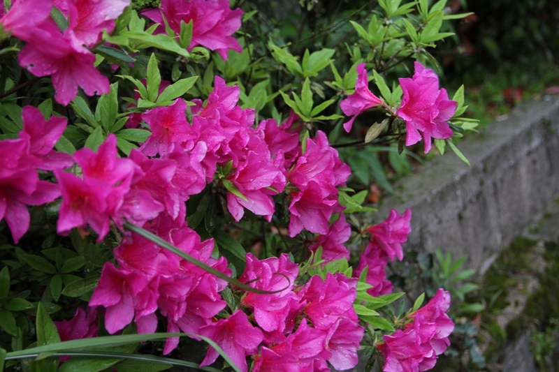 雨后三清山杜鹃花