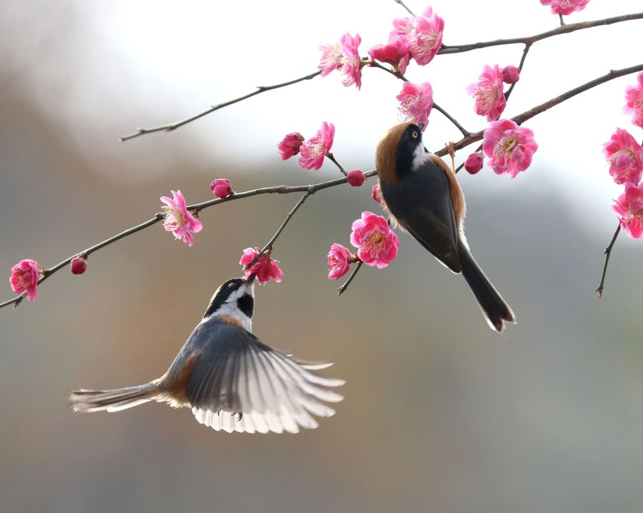 花枝上的小鸟