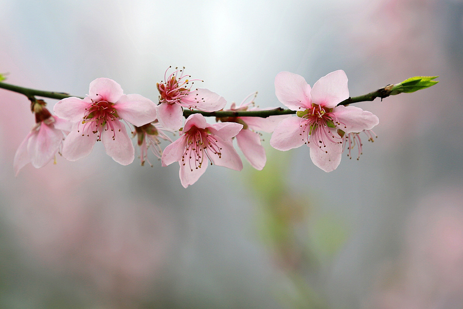 柳叶乱飘千尺雨,桃花斜带一路烟.