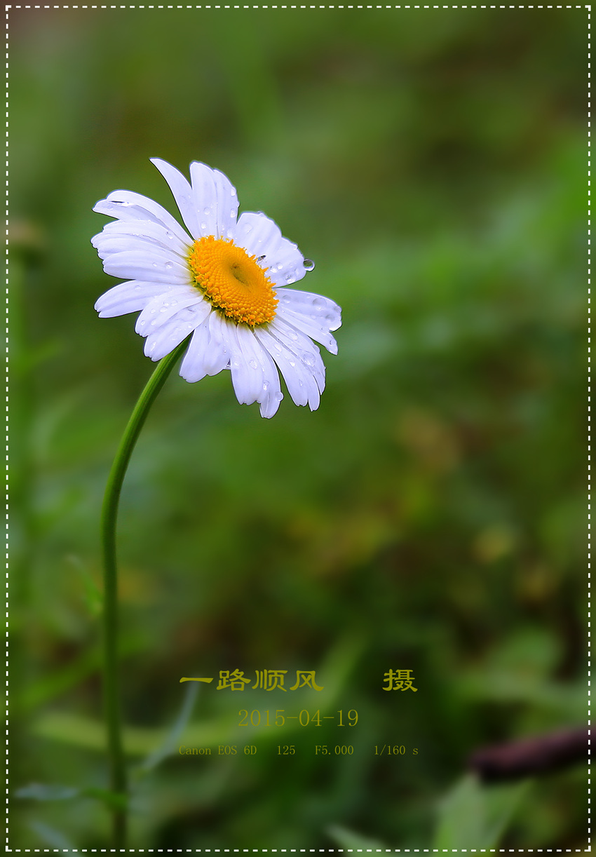 野生滨菊花