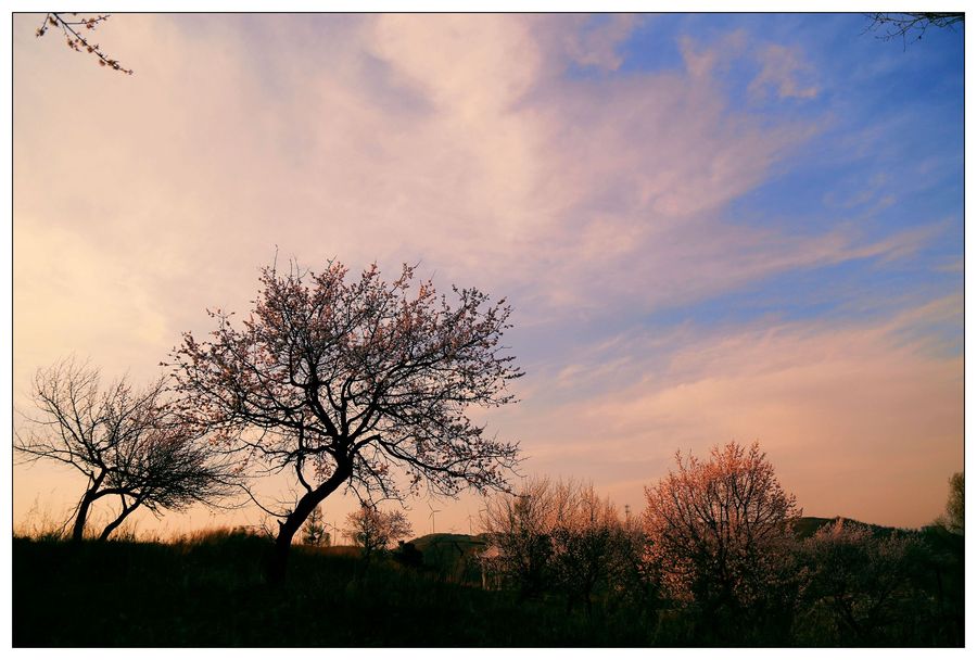 【山上杏树开花了摄影图片】生态摄影