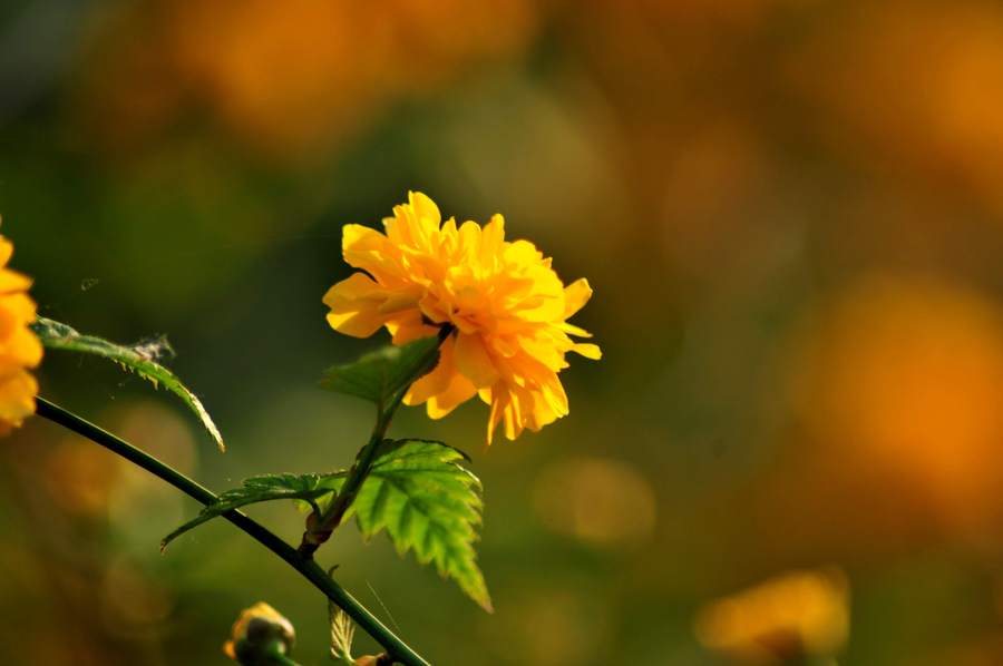 黄花棠棣