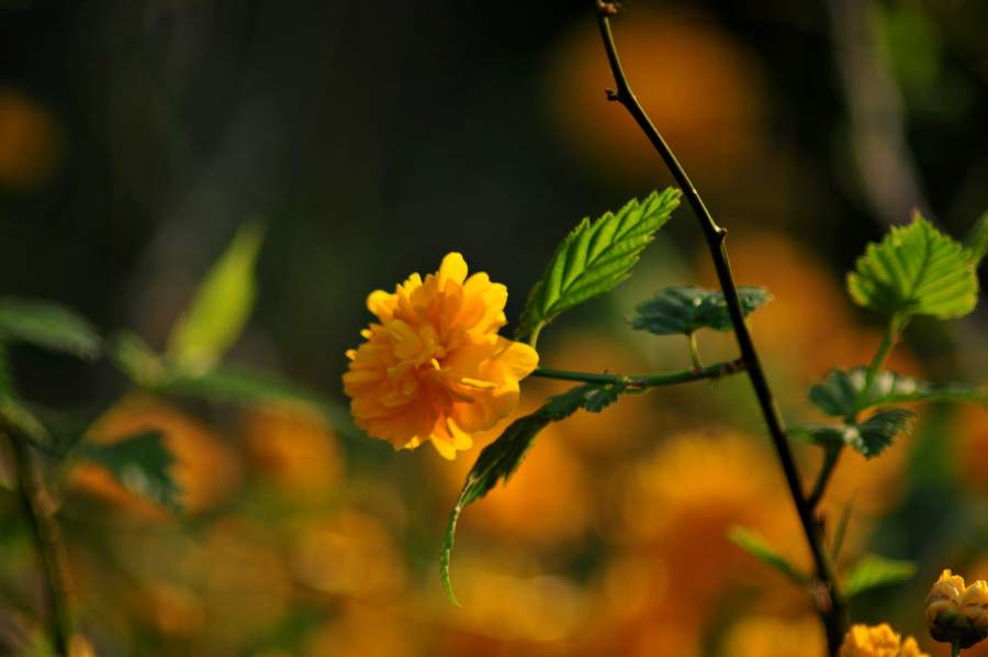 黄花棠棣