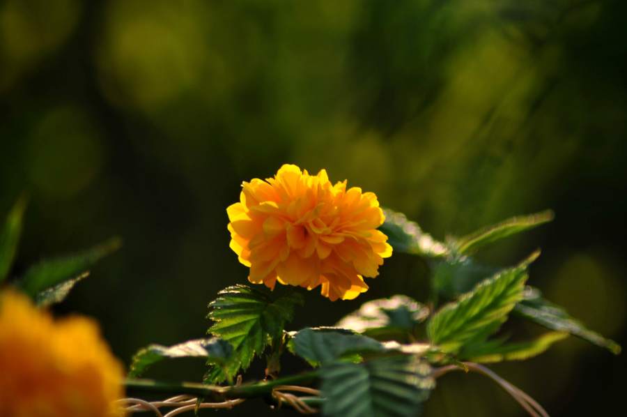 黄花棠棣