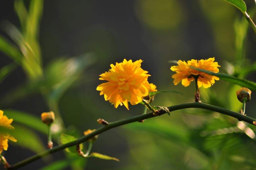 黄花棠棣