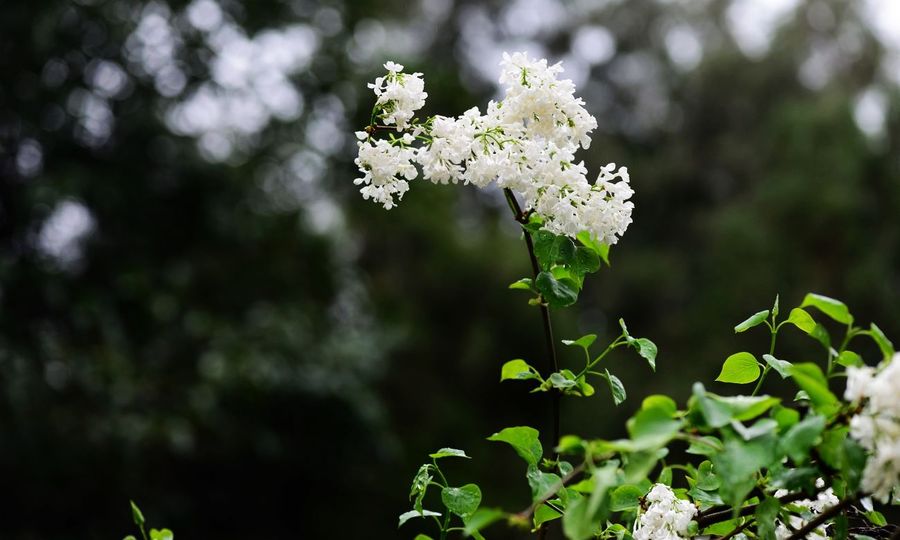 白色丁香花