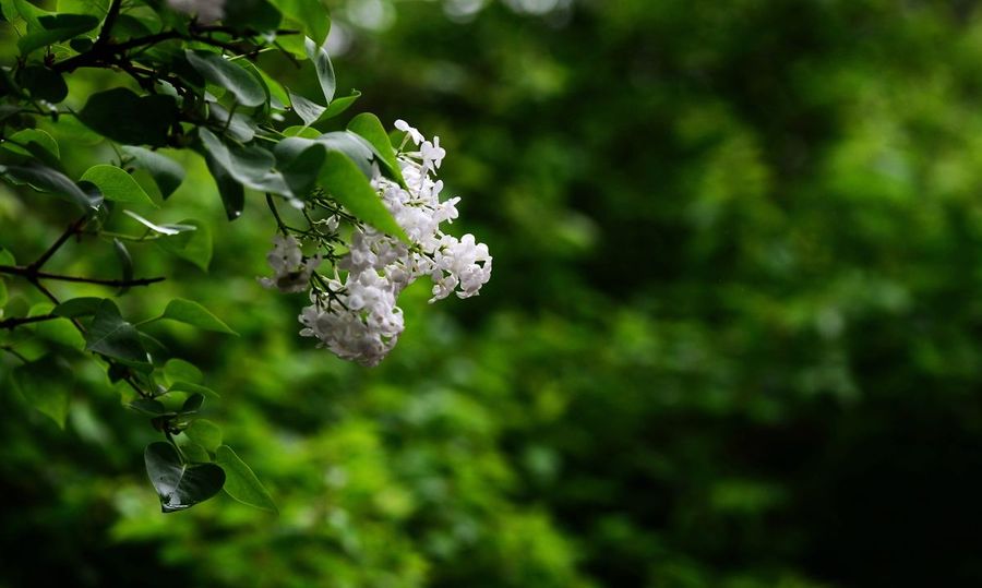 白色丁香花