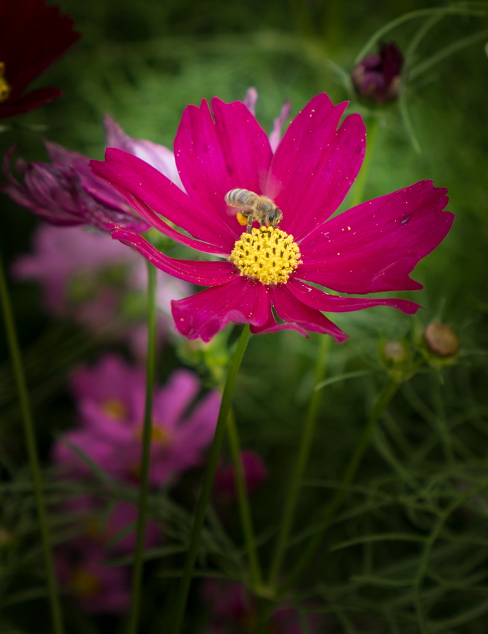 阳朔格桑花