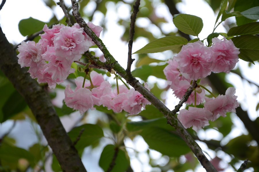 试拍樱花