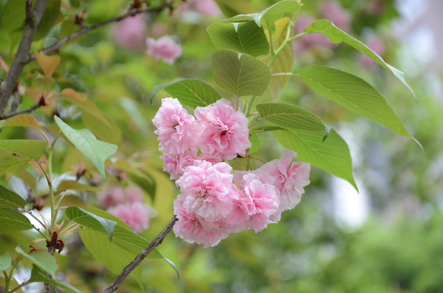 试拍樱花