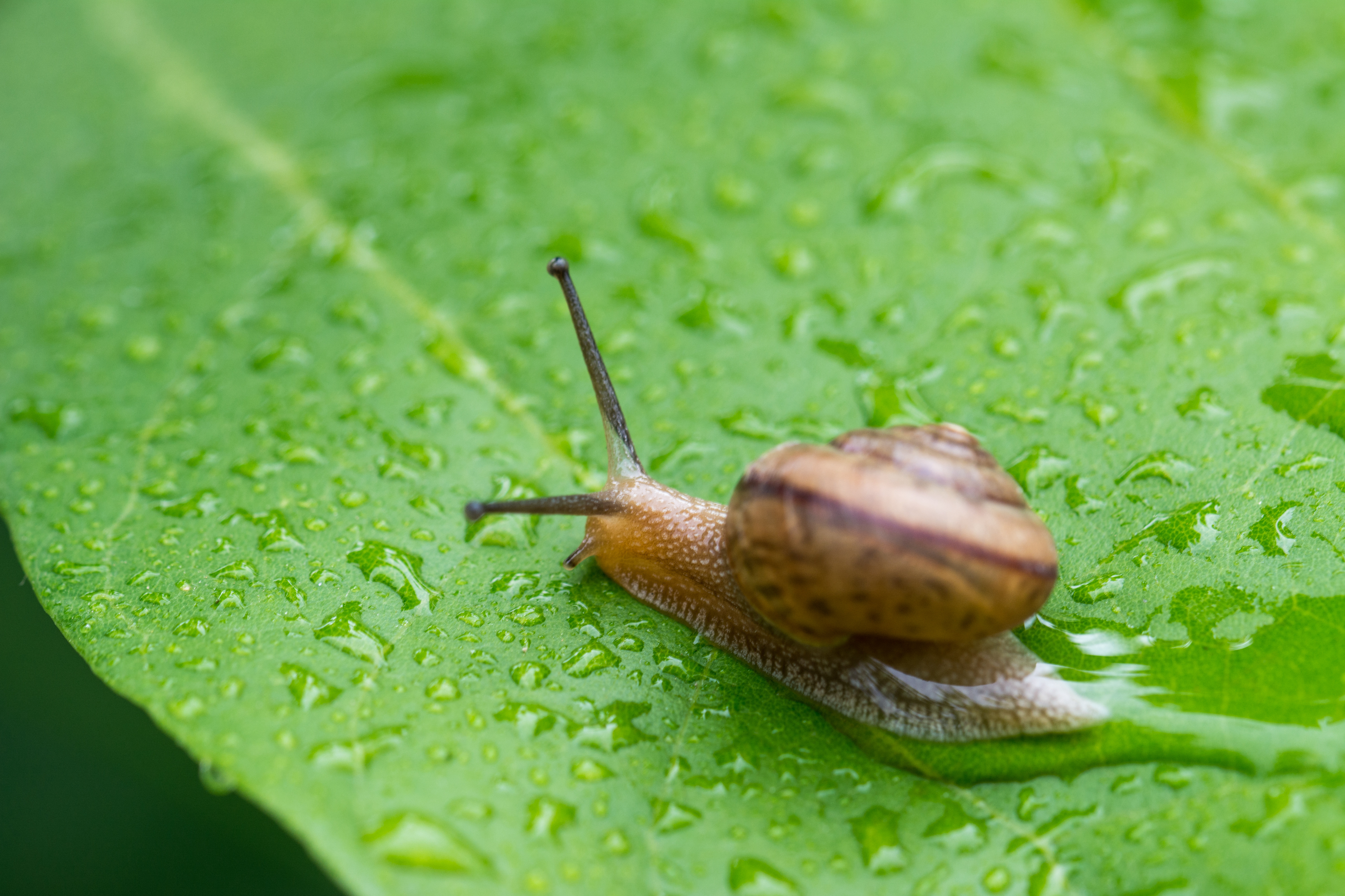 蜗牛