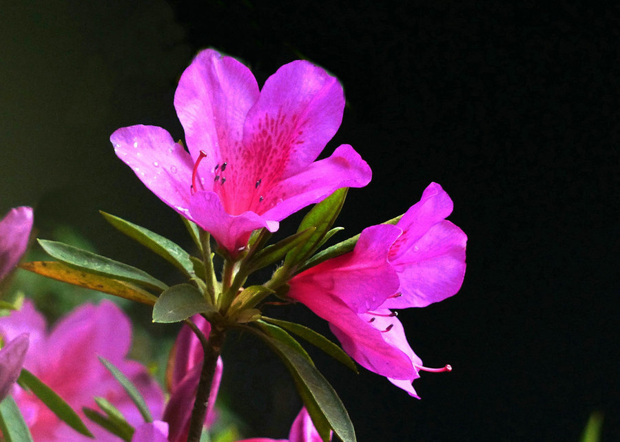 杜鹃花