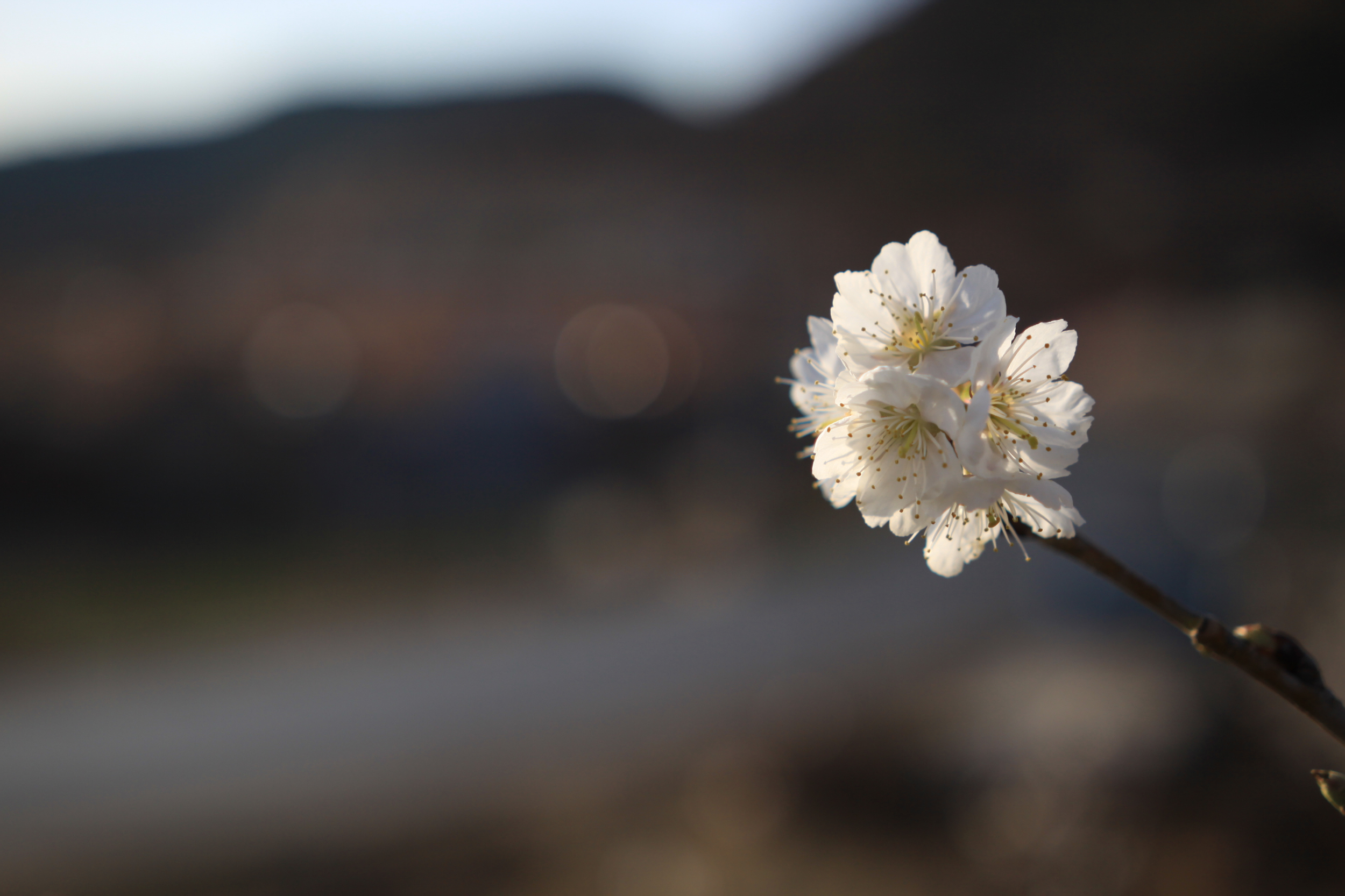 樱桃花开