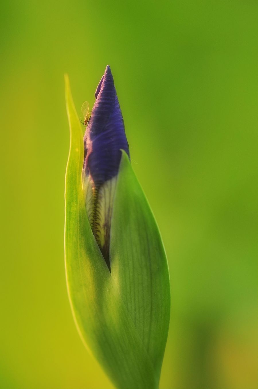 鸢尾花