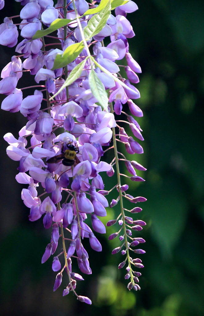高贵典雅的紫藤花
