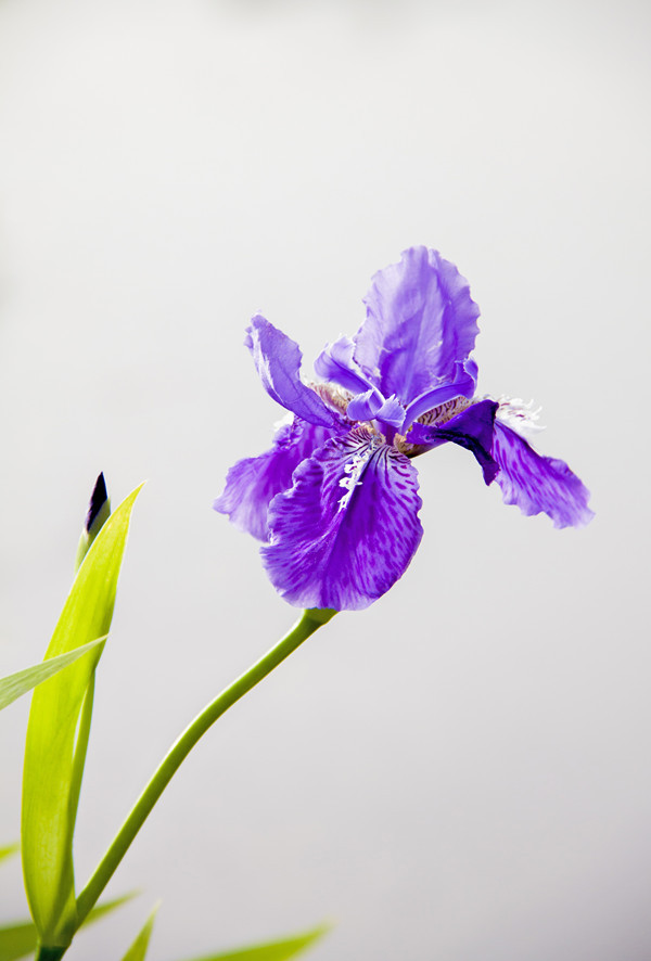 扁竹紫蝴蝶花