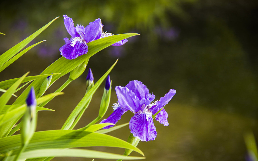 扁竹紫蝴蝶花
