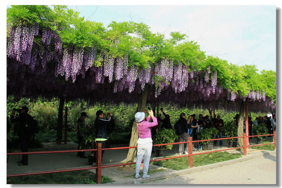 嘉定紫藤公园