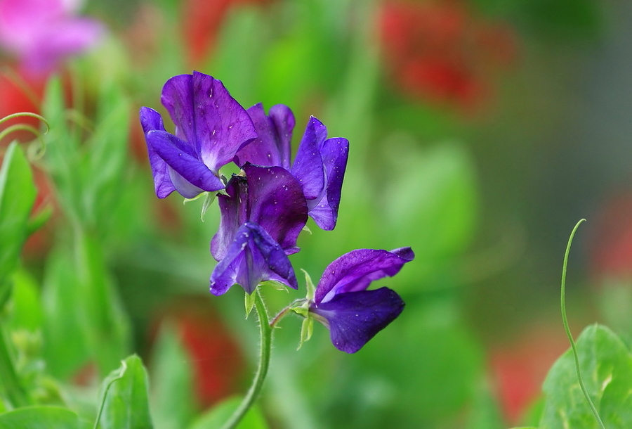 豌豆花