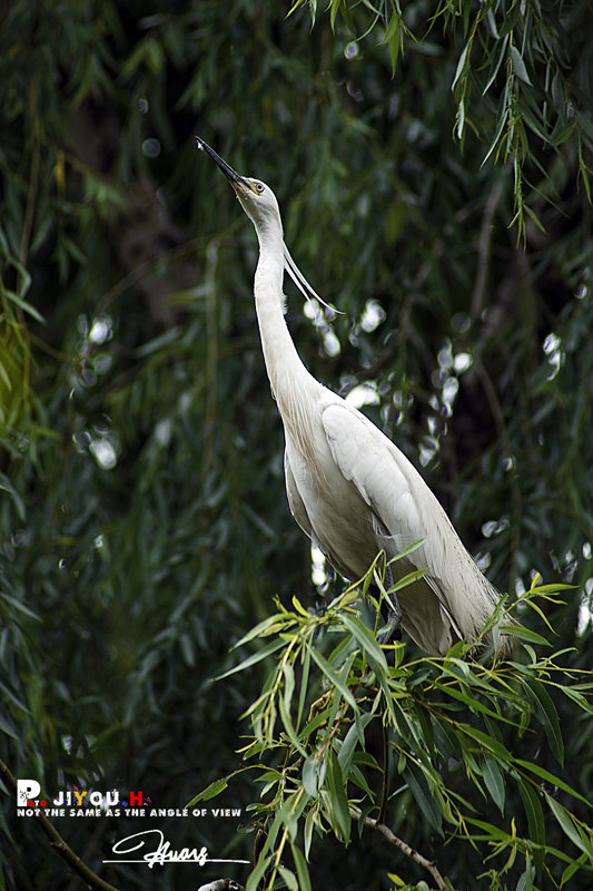 【索尼A7m2+美能达75-300F4.5-5.6DVII 圆通