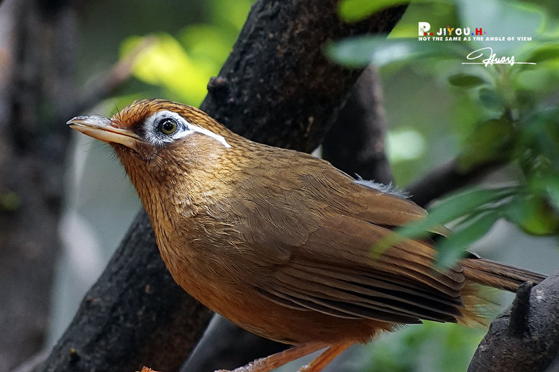 【索尼A7m2+美能达75-300F4.5-5.6DVII 圆通