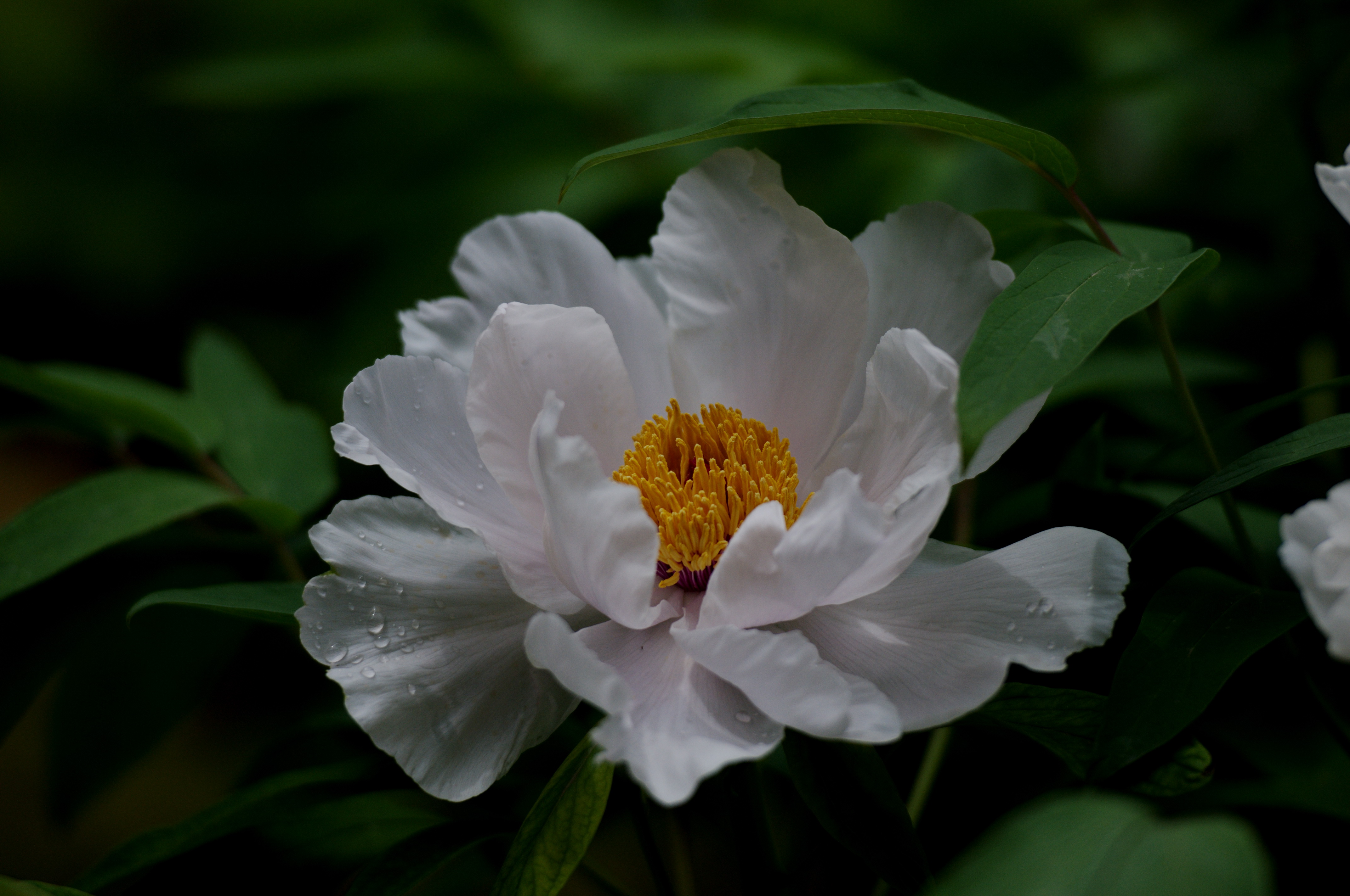 实拍(牡丹花开)